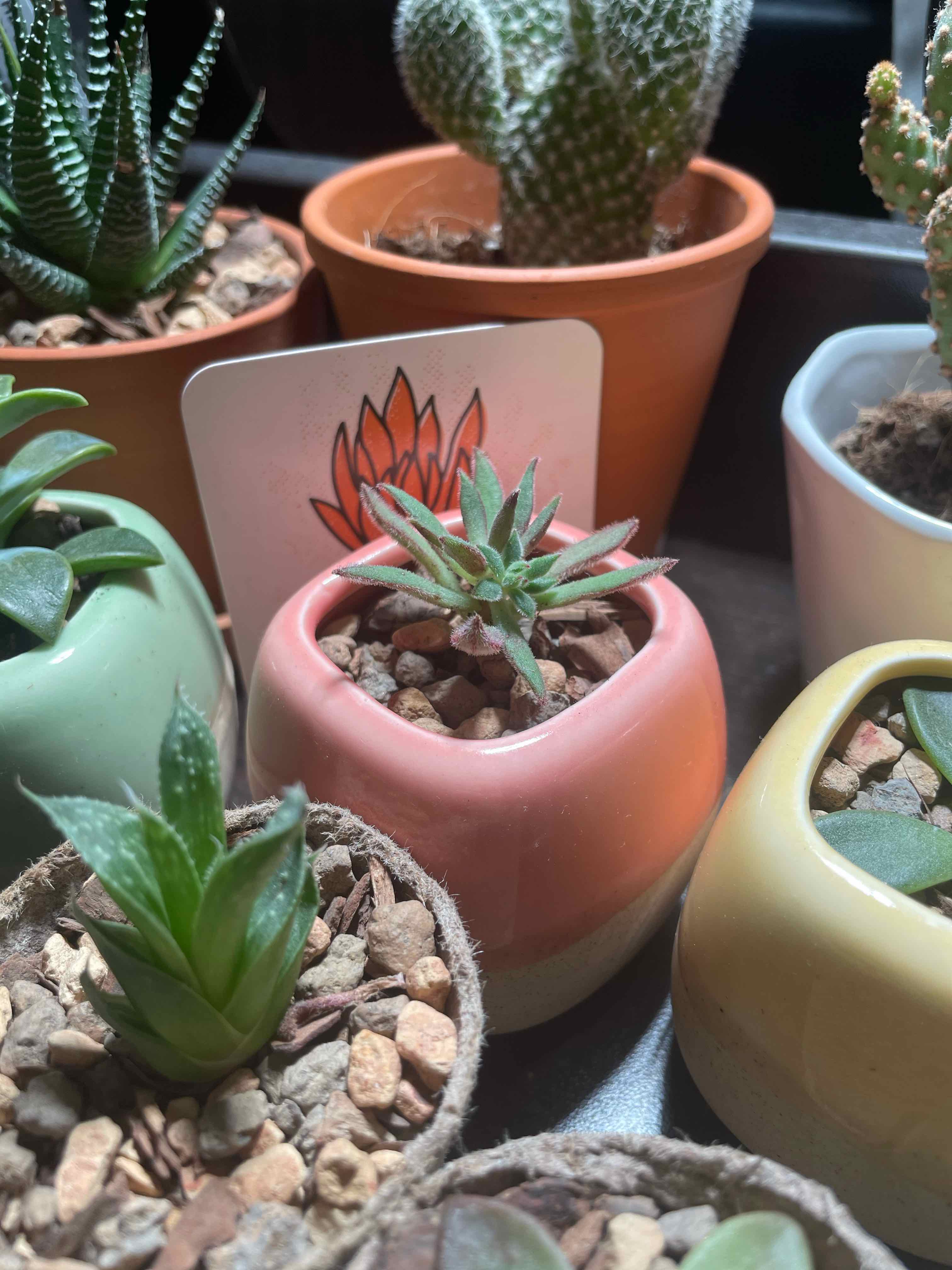 Multiple potted succulents with a focus on Echeveria 'Arrow Setosa' in a pink pot.
