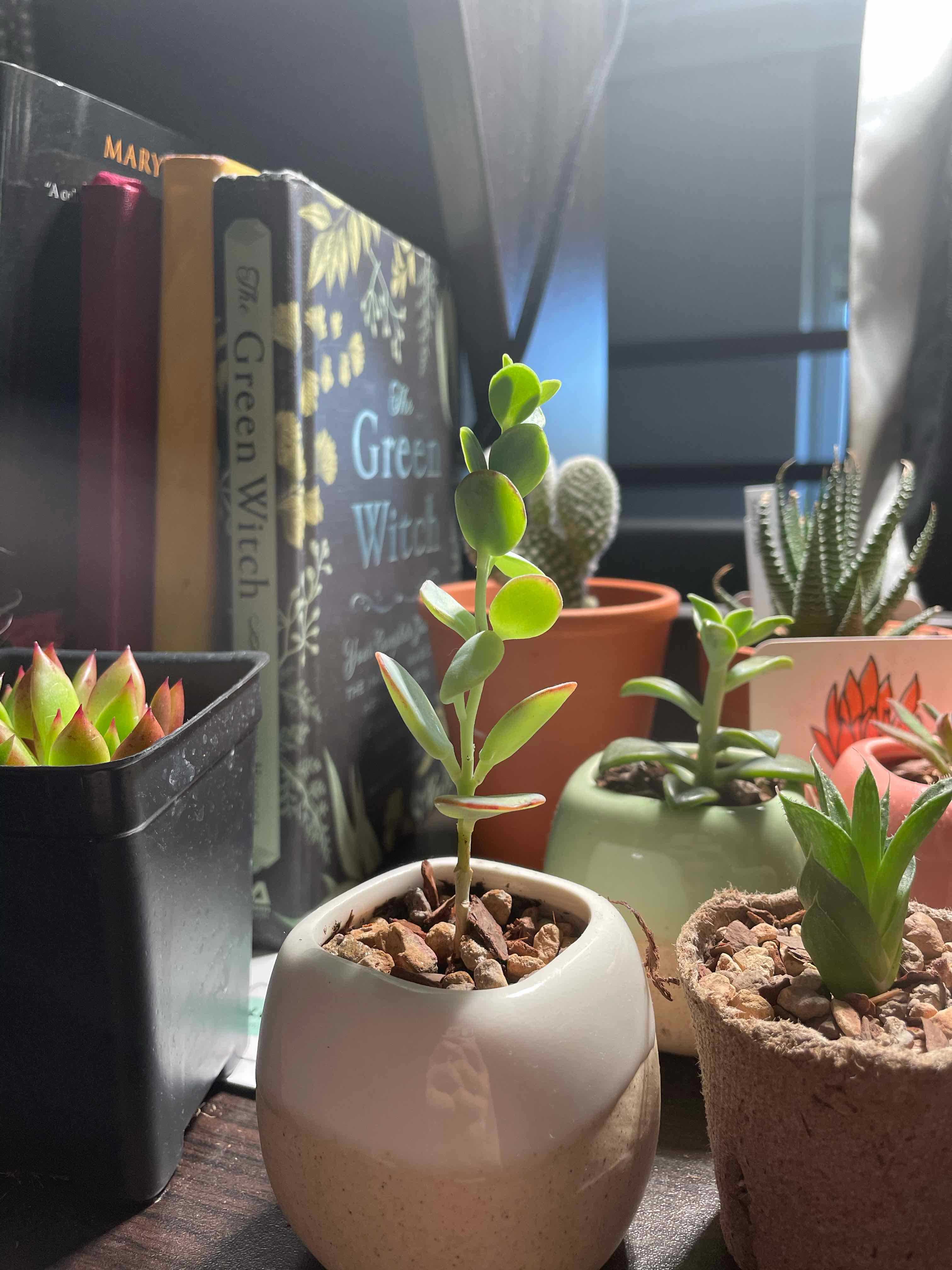 Marnier's Kalanchoe plant in a white pot with other potted plants and books in the background.