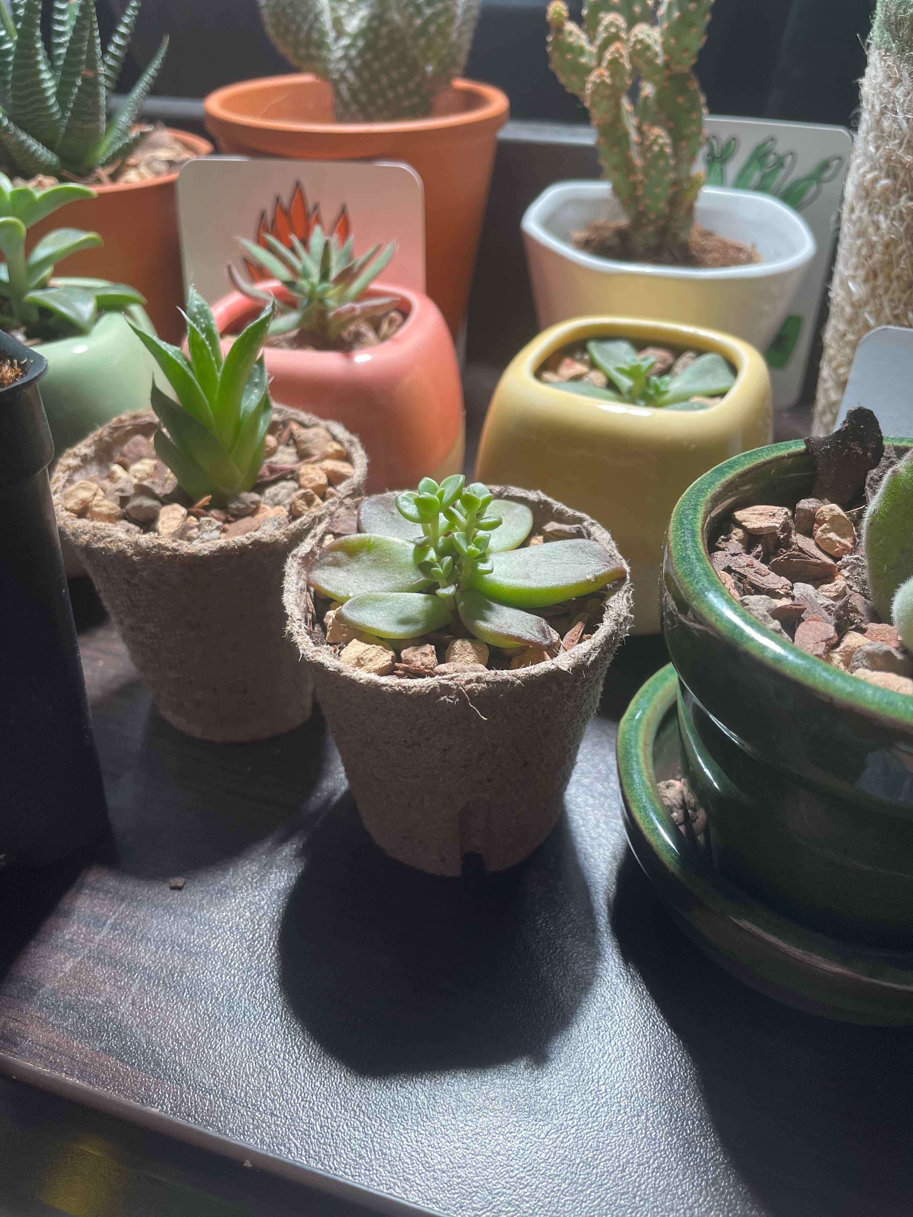 Multiple small potted succulents, with a healthy Graptosedum 'Alpenglow' in the center.
