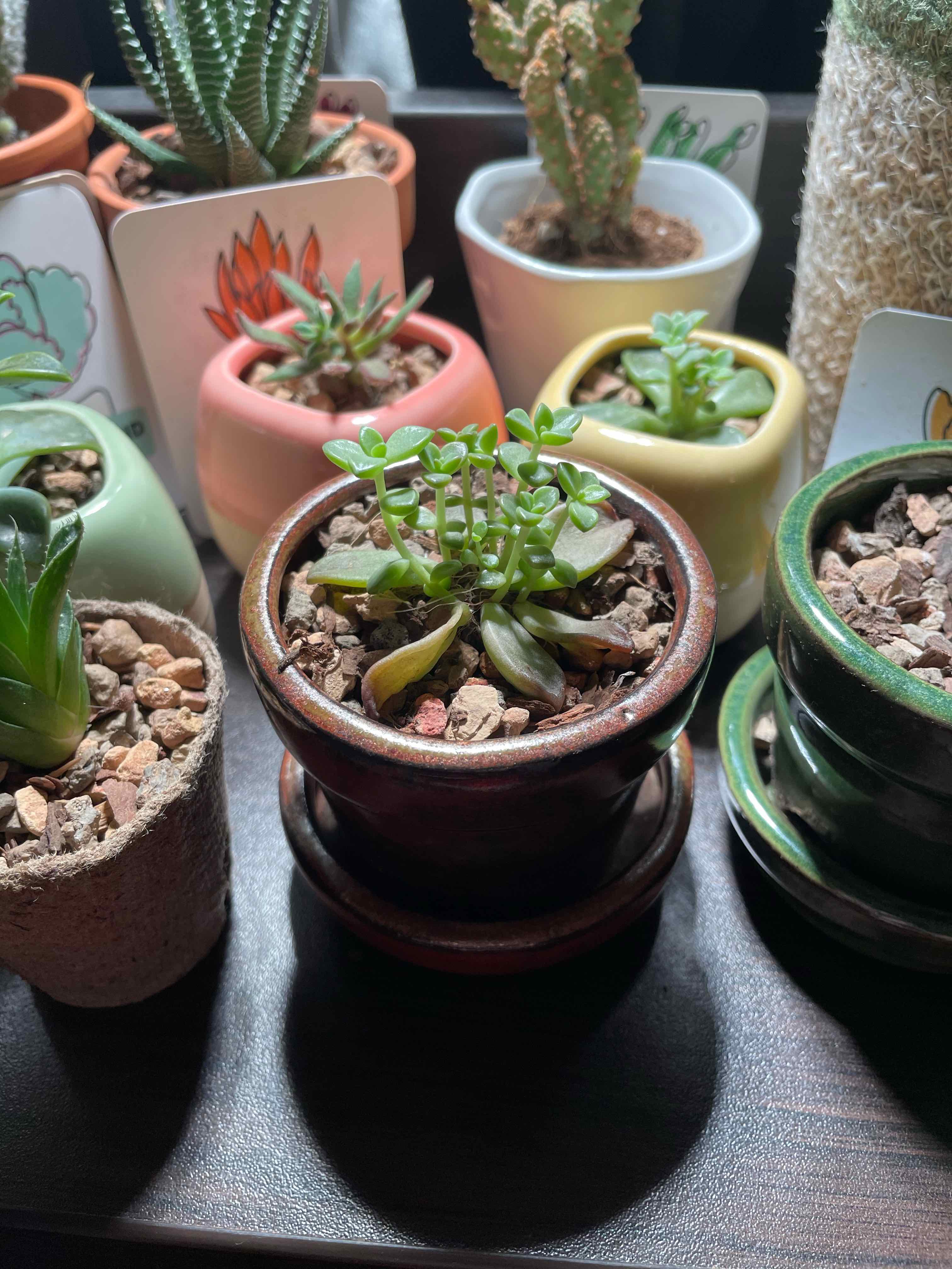 Graptosedum 'Alpenglow' succulent in a brown pot with visible yellowing and browning leaves, surrounded by other potted plants.
