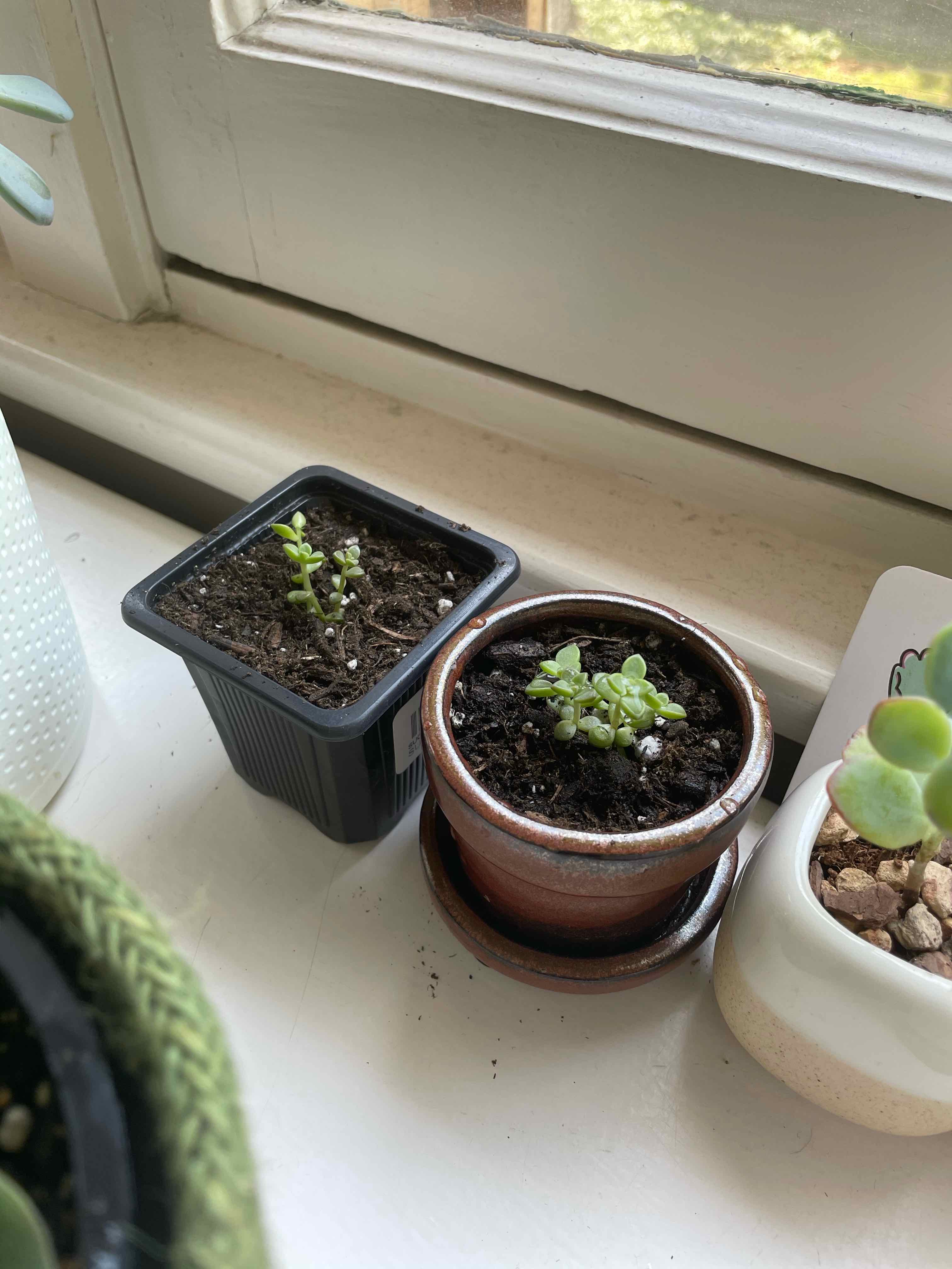 Two small potted Graptosedum 'Alpenglow' plants on a windowsill with visible soil.