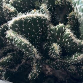 Photo of the plant species Emerald Idol Opuntia by @ArtisanCapsicum named Nithin on Greg, the plant care app