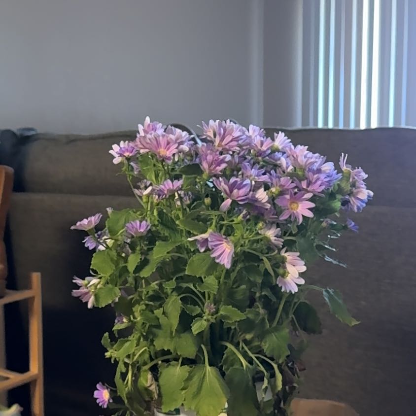 Photo of the plant species Florist's Cineraria by @AproposRockfig named Aria on Greg, the plant care app