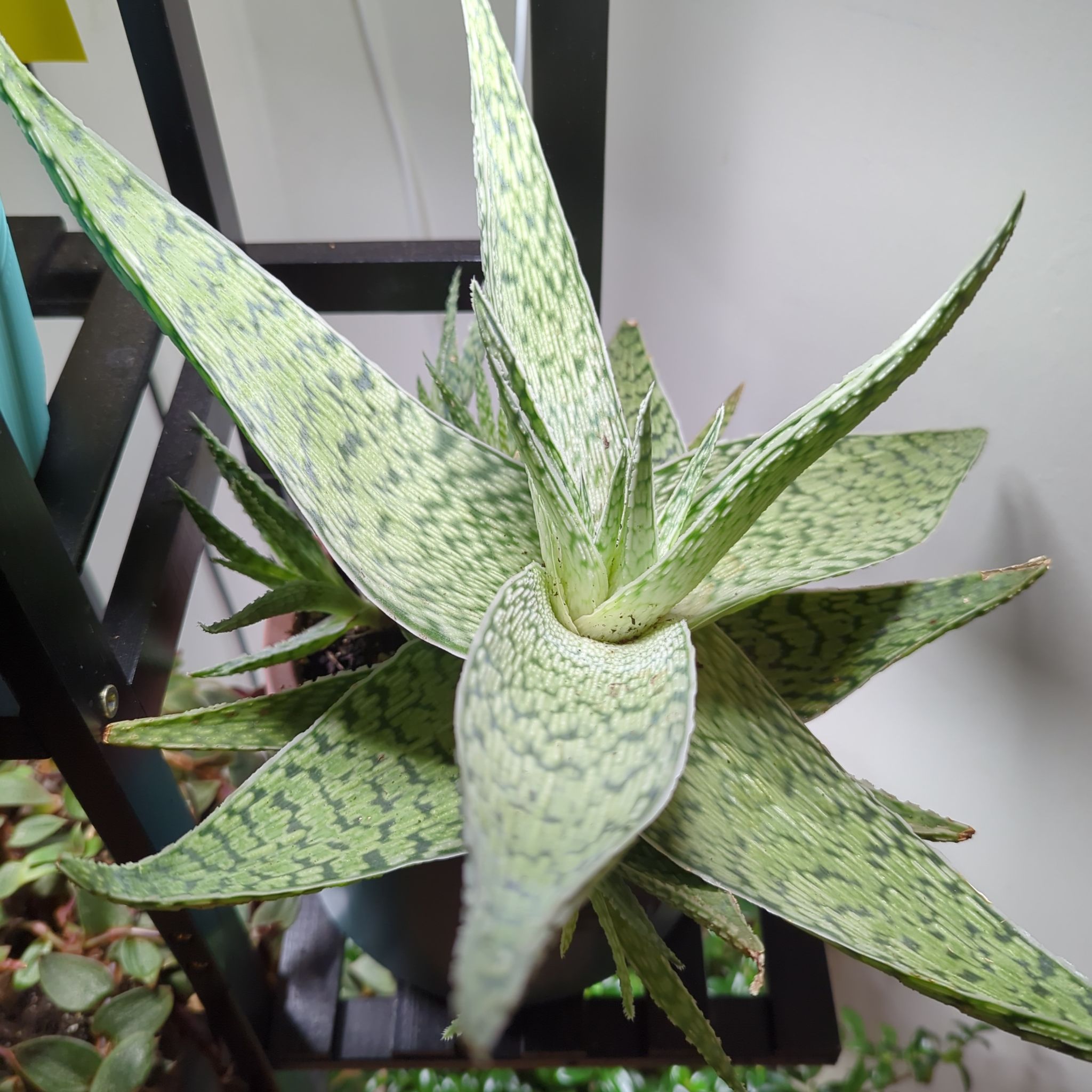 Photo of the plant species Aloe 'Doran Black' by @RewardableApple named Aria on Greg, the plant care app