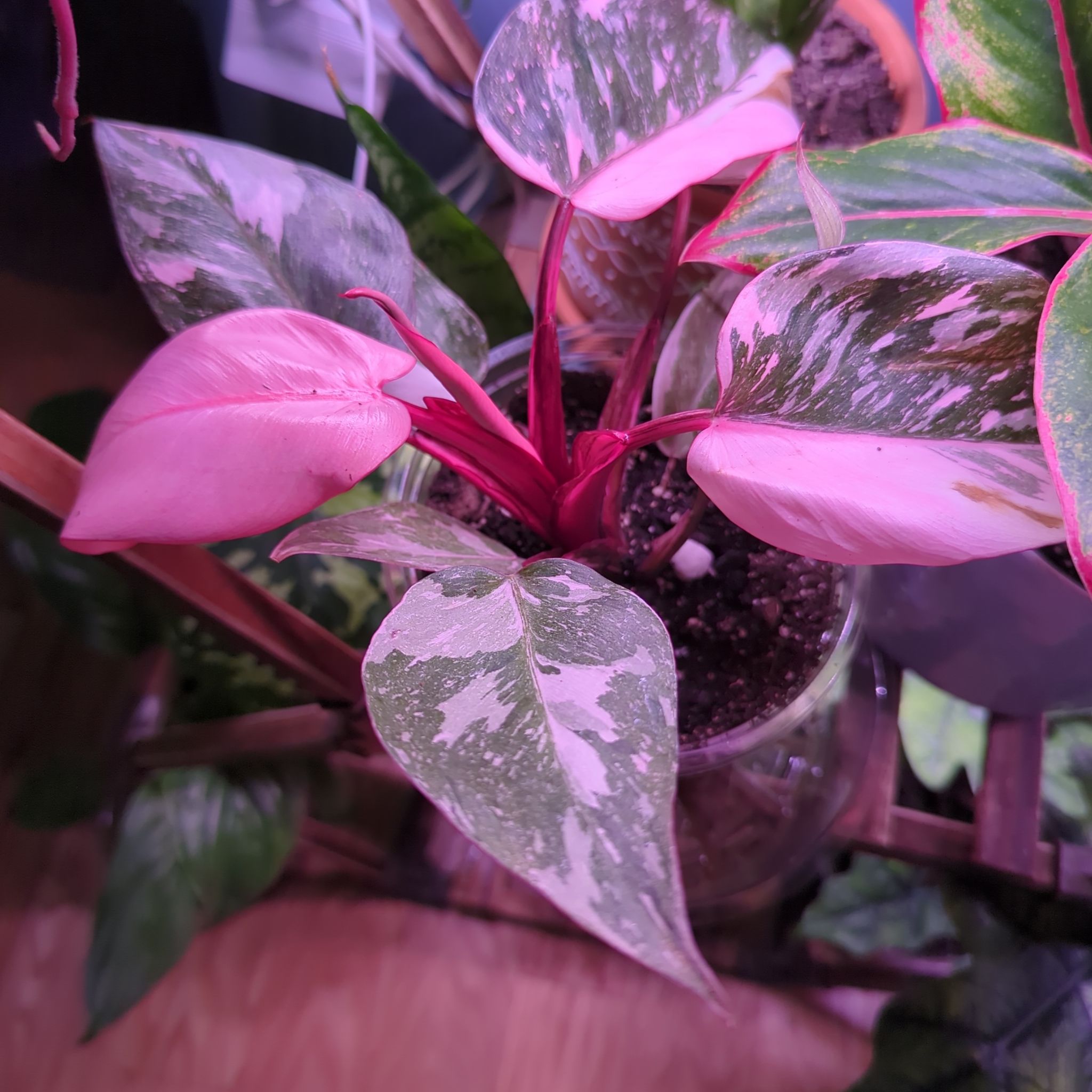 Photo of the plant species Philodendron 'Cotton Candy' by @RewardableApple named Princess Bubblegum on Greg, the plant care app