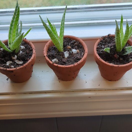 Photo of the plant species Aloe 'Doran Black' by @RewardableApple named Yacko, Whacko, and Dot on Greg, the plant care app