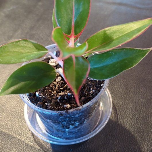 Photo of the plant species Sapphire Susane Chinese Evergreen by @RewardableApple named Lee on Greg, the plant care app