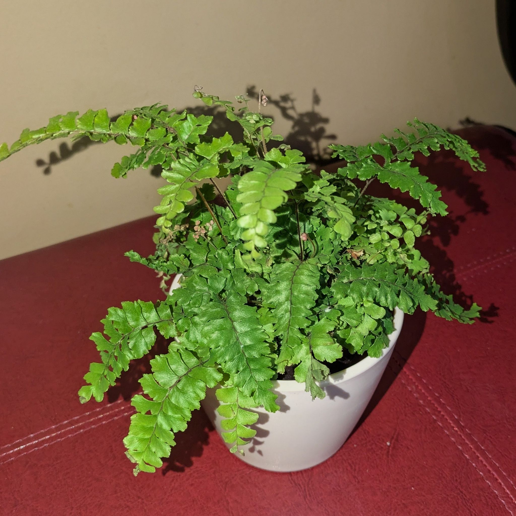 Photo of the plant species Bronze Venus Fern by @AtkinsonGard3n named Mochi on Greg, the plant care app