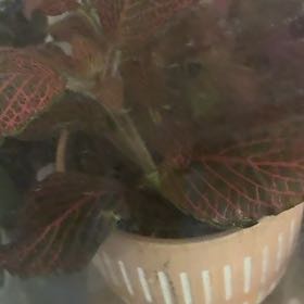 Photo of the plant species Red Anna Fittonia by @ThunderCat named Luna on Greg, the plant care app