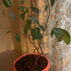 Photo of the plant species Citrus medica by @HolyWaxvine named Apollo on Greg, the plant care app