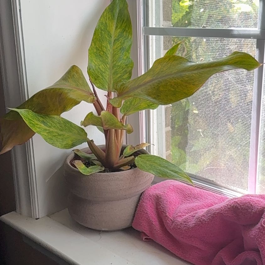 Photo of the plant species Aglaonema 'Sparkling Sarah' by @CuddlyFlapjacks named esperanza on Greg, the plant care app