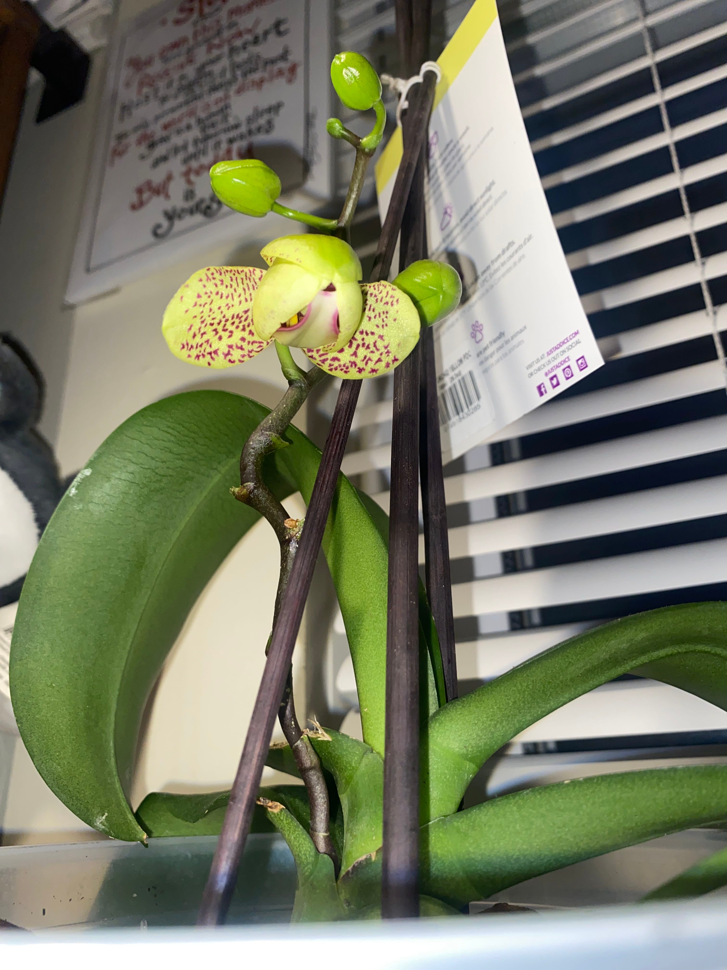 🌀 Why Are My Phalaenopsis Orchid Leaves Curling?