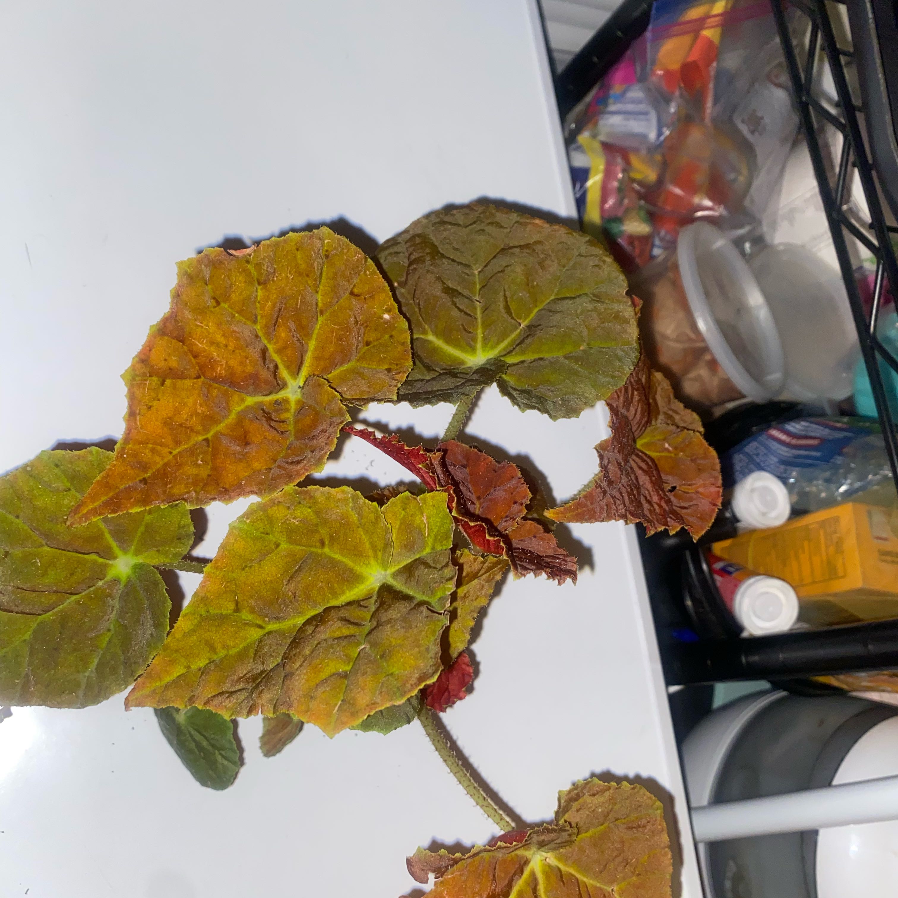 Photo of the plant species Autumn Begonia by @Neverwas named Khaleesi on Greg, the plant care app
