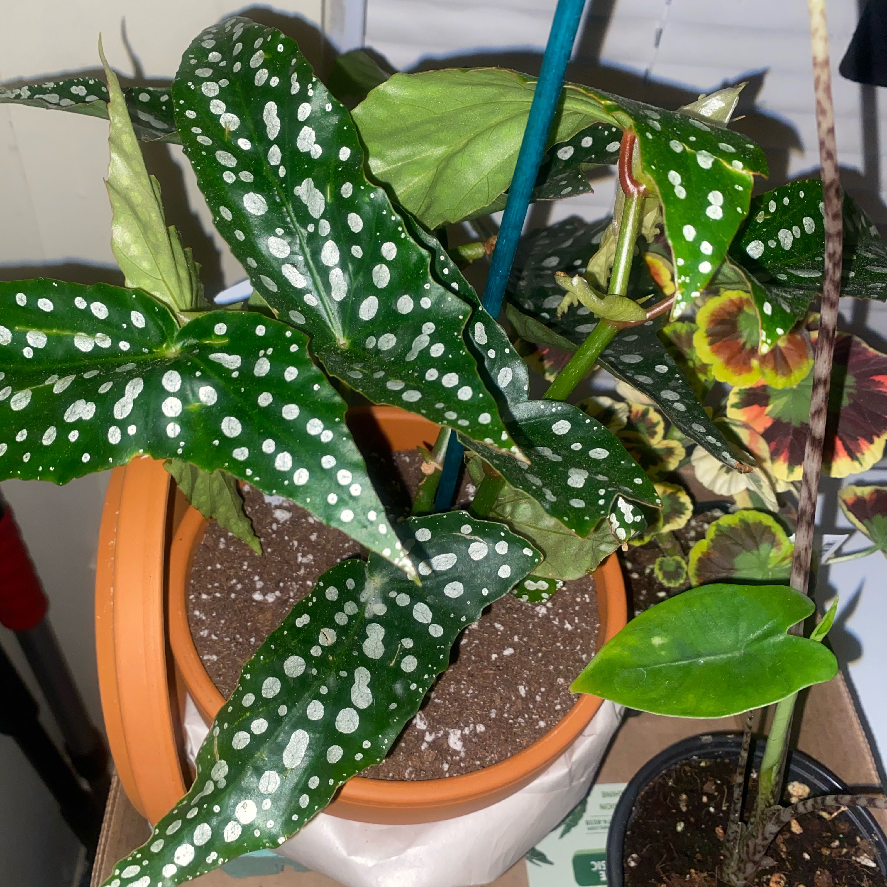 Photo of the plant species Begonia 'Angel My Special Angel' by @Neverwas named Ronaldo on Greg, the plant care app