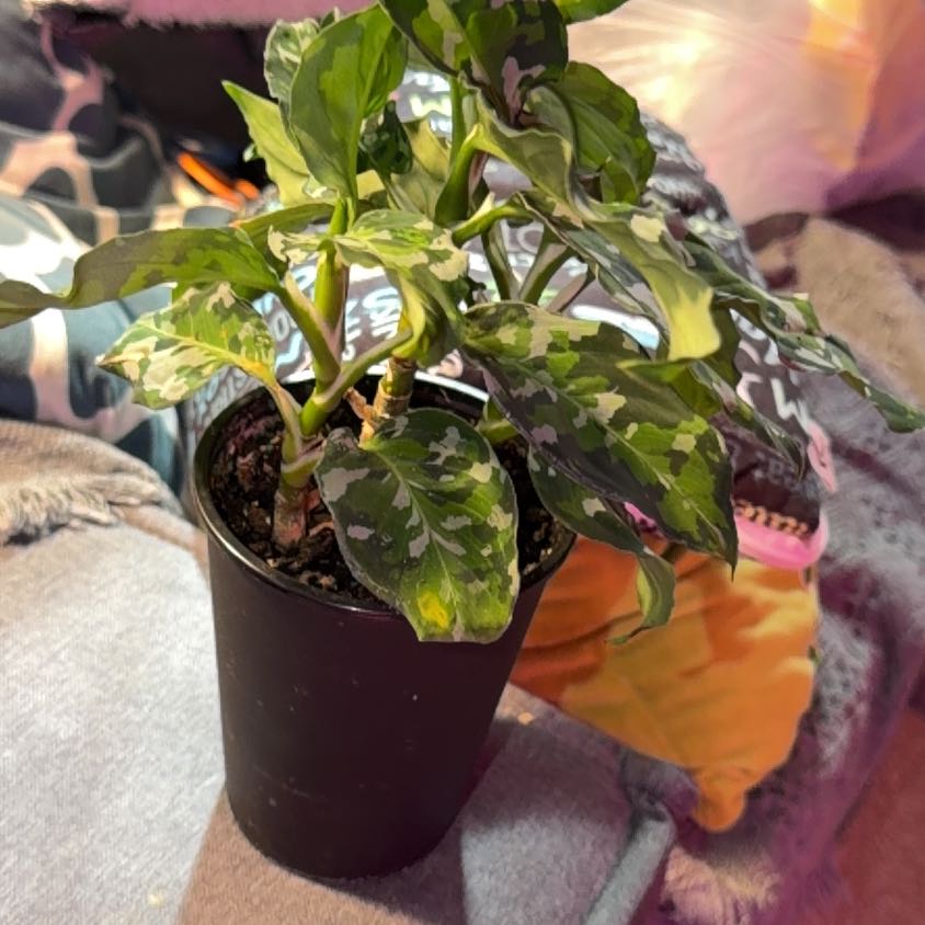 Photo of the plant species Homalomena 'Camouflage' by @Neverwas named ChloroPhil on Greg, the plant care app