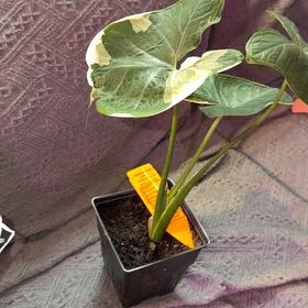 Photo of the plant species Pocket Plant by @Neverwas named Bruce Lee on Greg, the plant care app