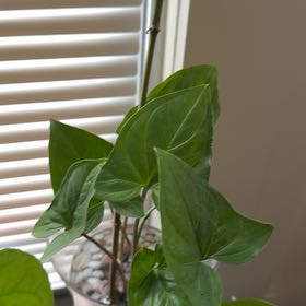 Photo of the plant species Arrowhead Vine 'Red Arrow' by @Neverwas named Lebron on Greg, the plant care app