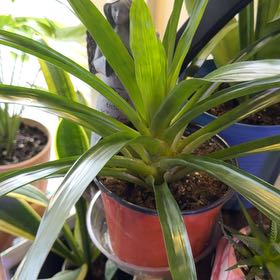 Photo of the plant species Flaming Sword by @Neverwas named Rihanna on Greg, the plant care app