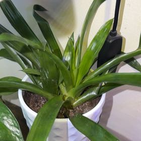 Photo of the plant species Flaming Sword by @Neverwas named Robert Plant on Greg, the plant care app