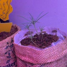 Photo of the plant species rocky mountain pine by @Neverwas named McKinley on Greg, the plant care app