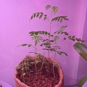 Photo of the plant species Jacaranda by @Neverwas named Blue on Greg, the plant care app