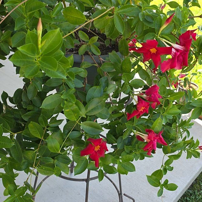 Photo of the plant species Mandevilla by @MajorPizzathyme named Villa 24 on Greg, the plant care app