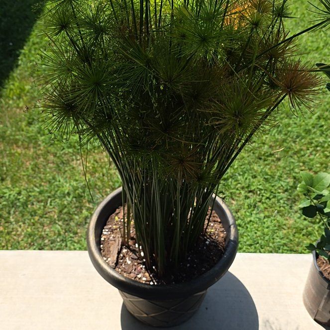 Photo of the plant species Papyrus by @MajorPizzathyme named King Tut on Greg, the plant care app