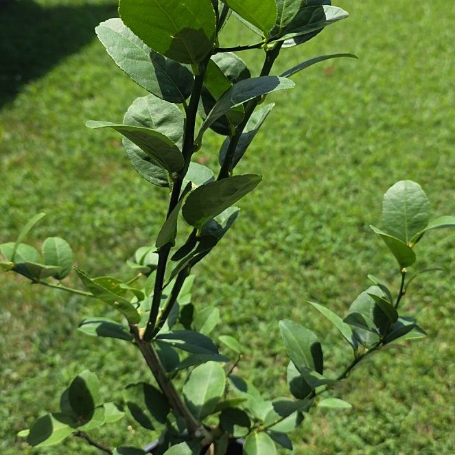 Photo of the plant species Lime Tree by @MajorPizzathyme named Kiké on Greg, the plant care app