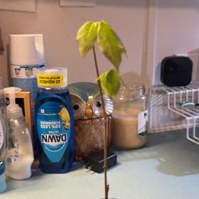 Photo of the plant species Ice Cream Bean tree by @SmoothPinkruby named Kobe on Greg, the plant care app