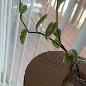 Photo of the plant species Tradescantia 'White Zebra' by @FairBluebean named Winston on Greg, the plant care app