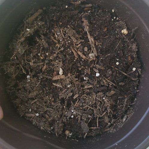 Photo of the plant species Assorted seeds by @SwellBirdcherry named Rainier on Greg, the plant care app