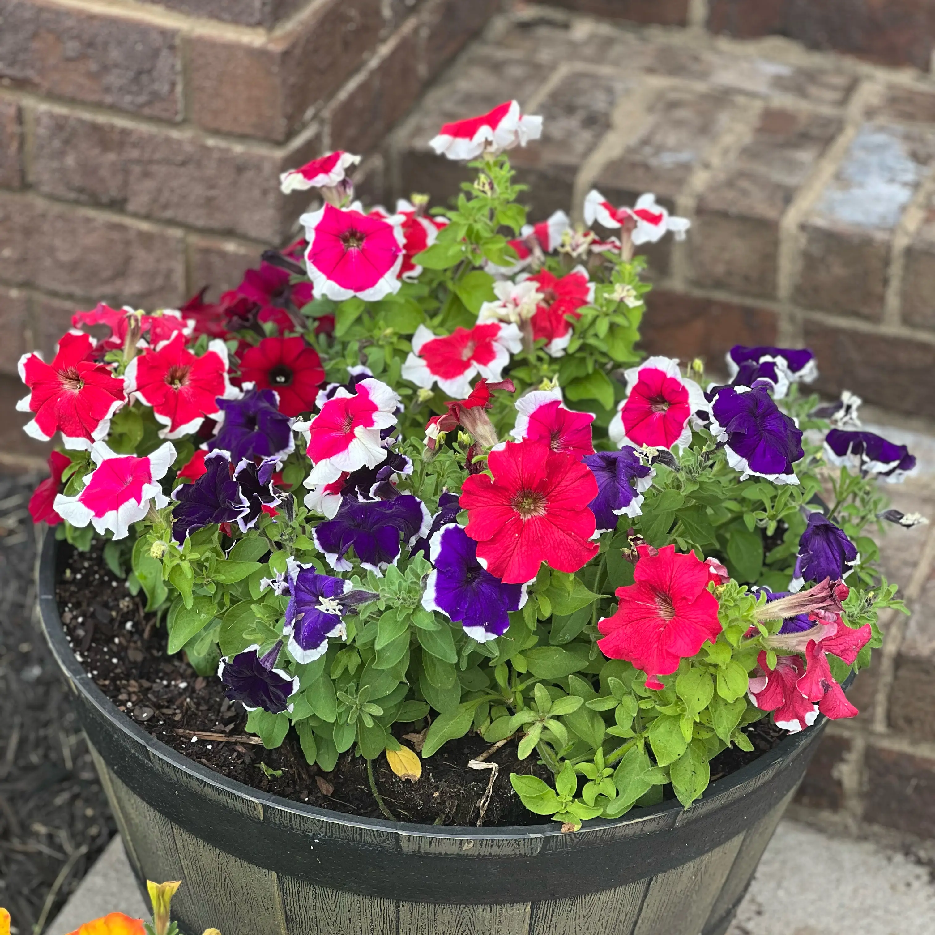 Photo of the plant species Picotee Petunia Multiflora by @SizzlingOricad named Bruce Lee on Greg, the plant care app