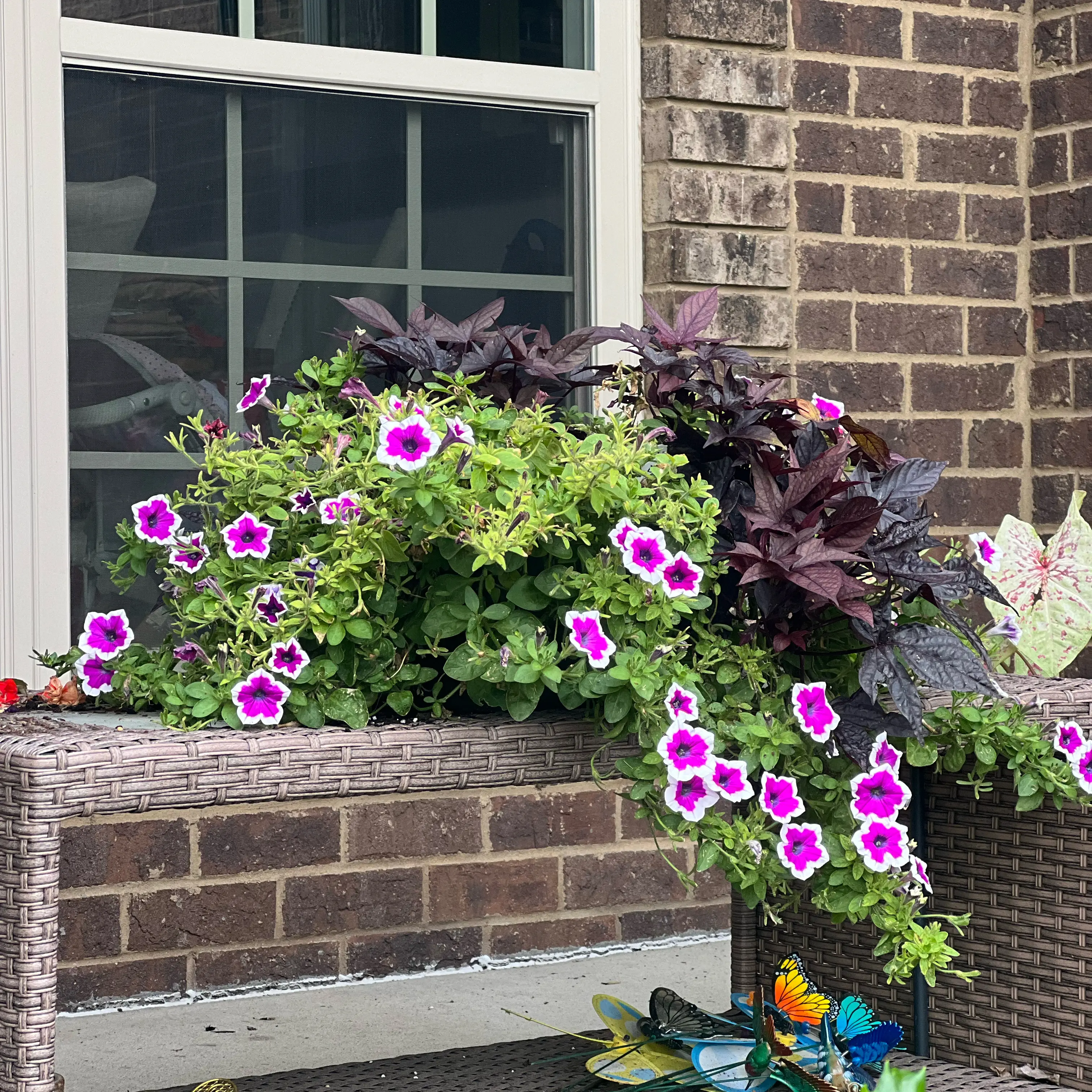 Photo of the plant species Picotee Petunia Multiflora by @SizzlingOricad named Surya on Greg, the plant care app