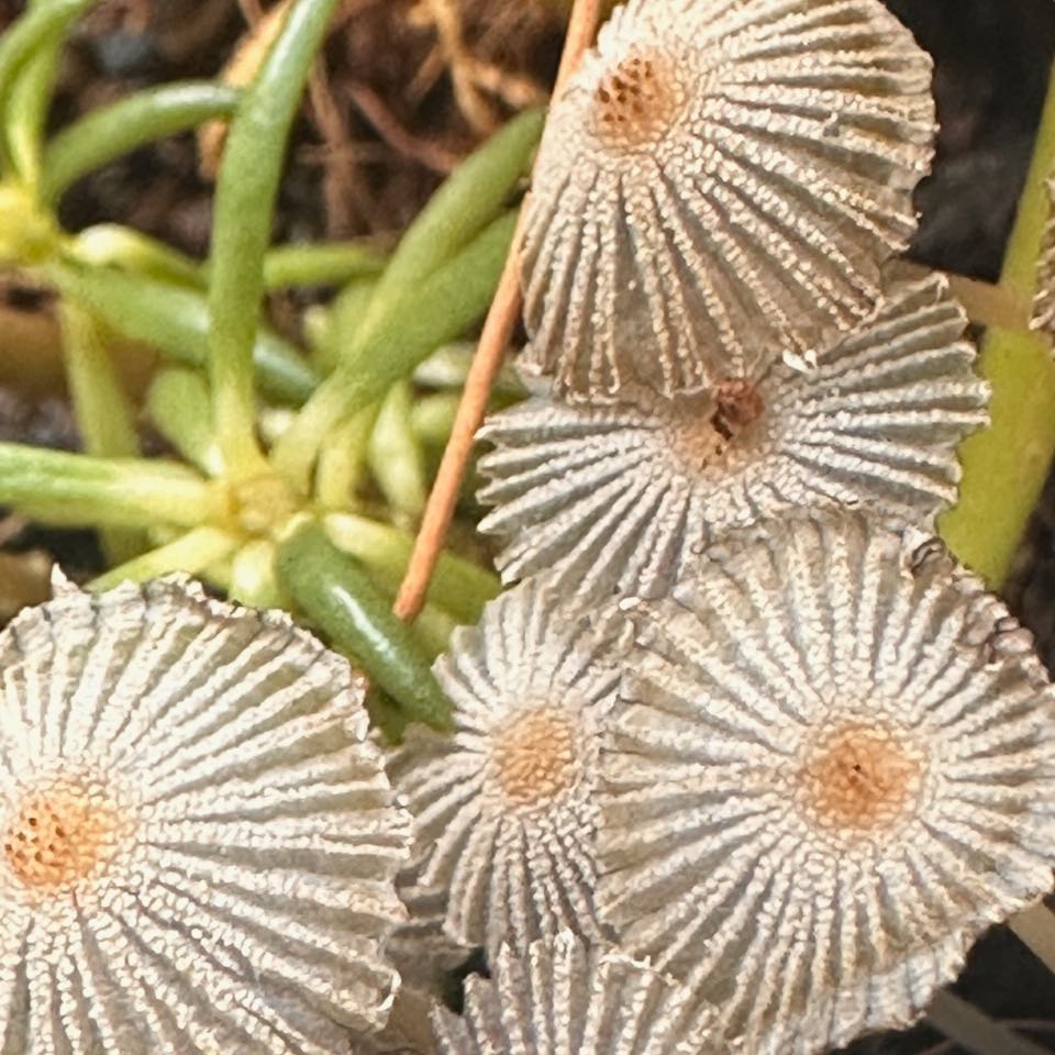 Photo of the plant species Bushman's Hat by @UnspoiltTagetes named Rosa on Greg, the plant care app