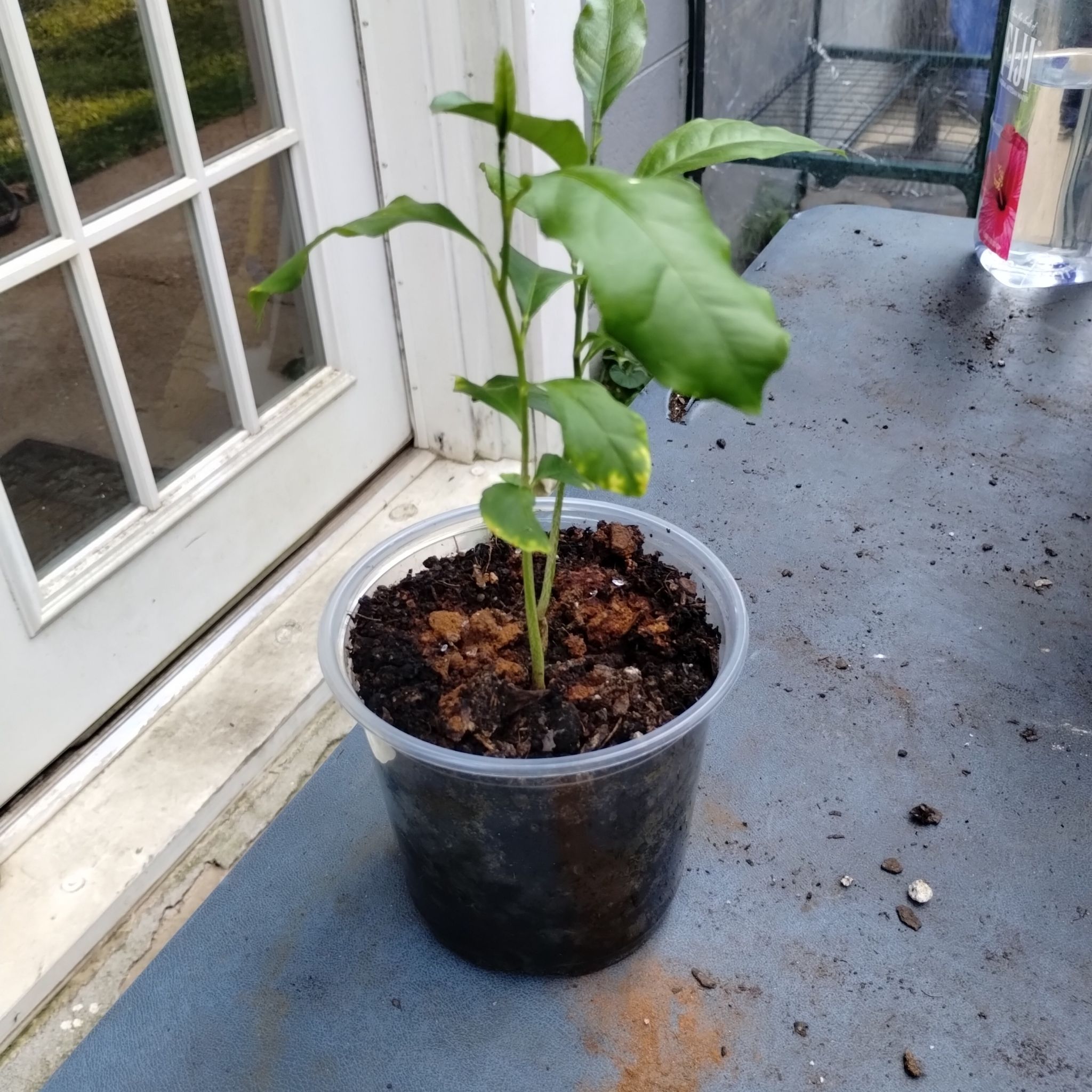 Photo of the plant species Lemon and Lime Tree by @DeftDogrose named Walt on Greg, the plant care app