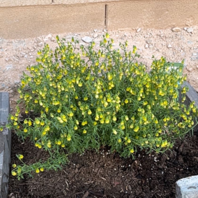 Photo of the plant species Honeybells by @SavoryKhakiweed named Clooney on Greg, the plant care app