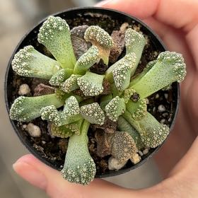Photo of the plant species Assorted Titanopsis by @VocalLuckyjade named Mochi on Greg, the plant care app