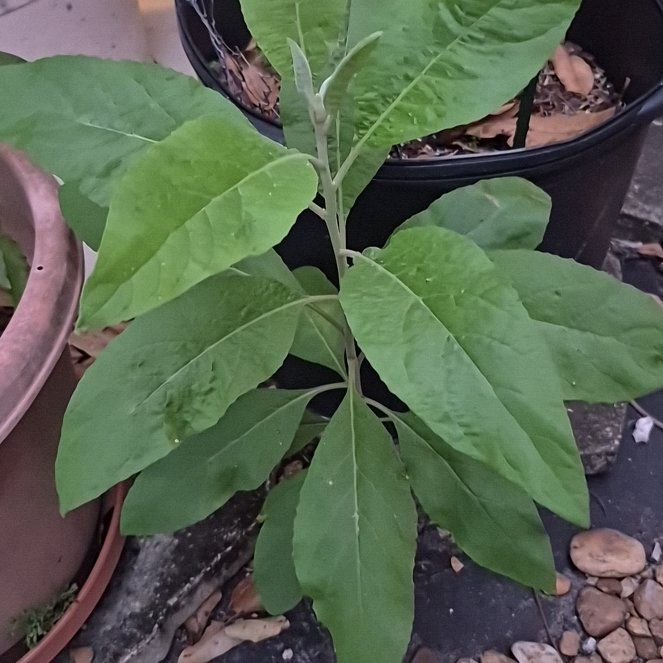 Photo of the plant species Cure for All by @JoyousSunflower named Salvia  blanca on Greg, the plant care app