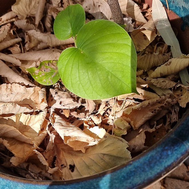 Photo of the plant species Hawaiian baby woodrose by @ChampLionsmane named Marilyn on Greg, the plant care app