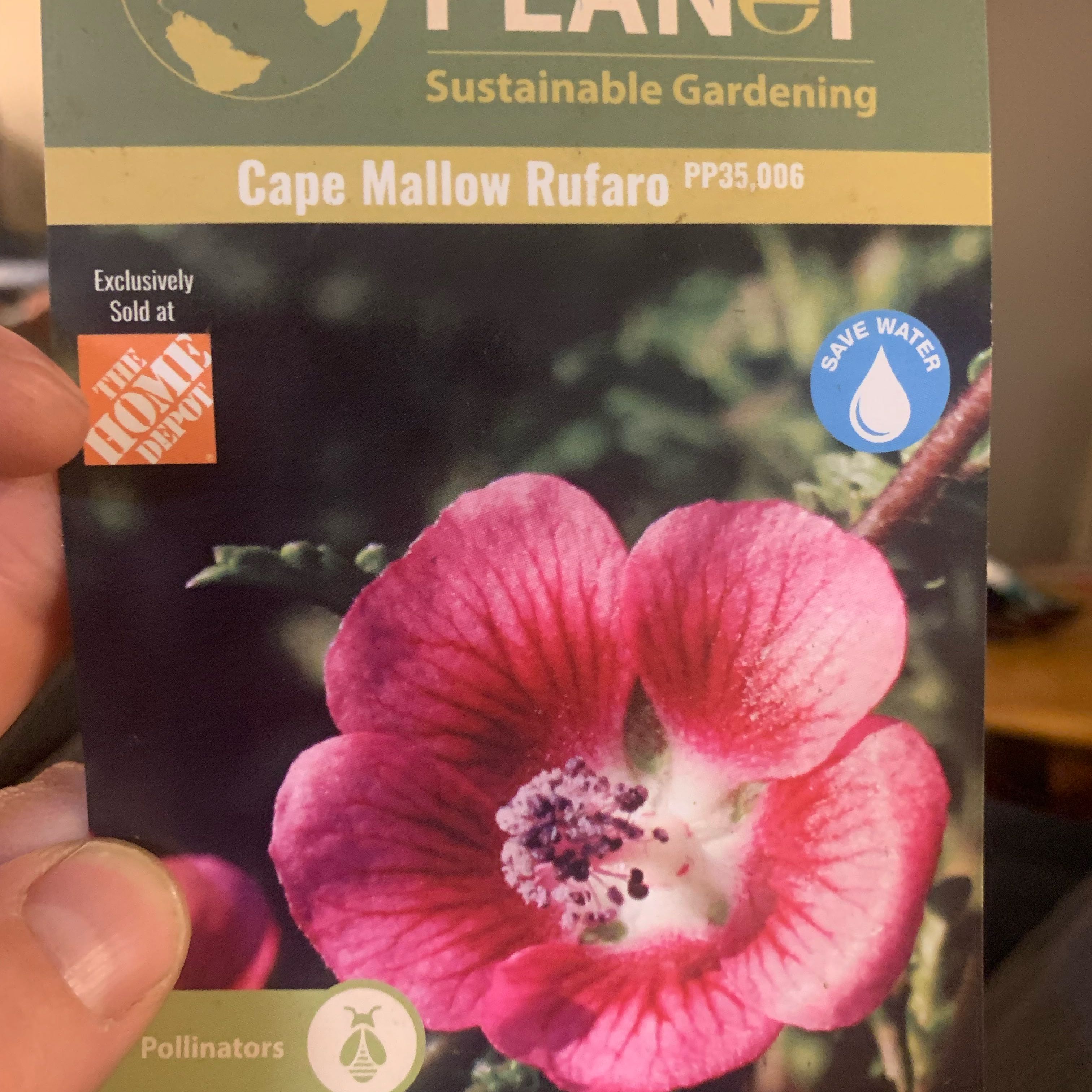 Photo of the plant species African mallow by @SecureLimebasil named Gaga on Greg, the plant care app