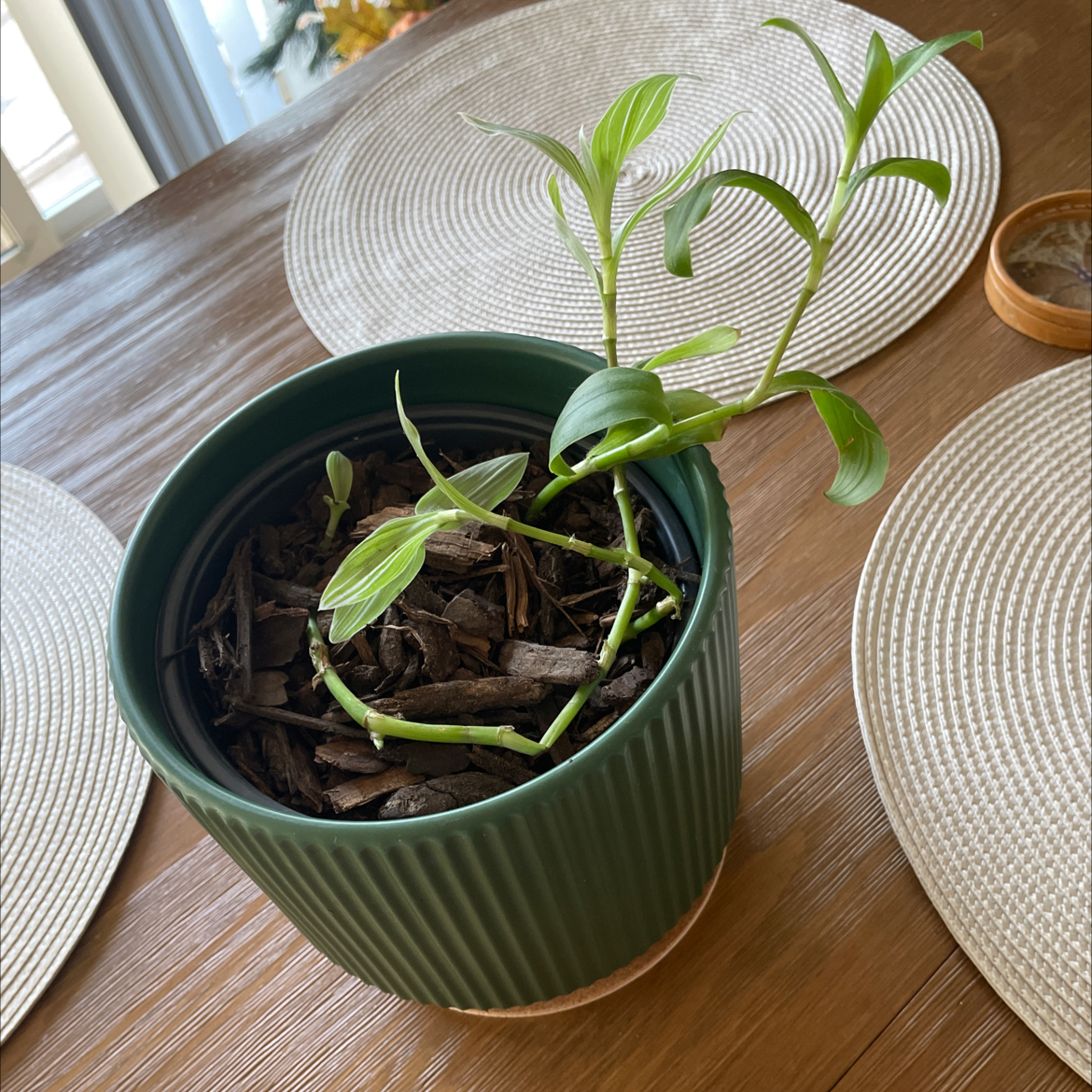 Photo of the plant species Tradescantia 'Sanna' by @Tauruss named Forrest on Greg, the plant care app