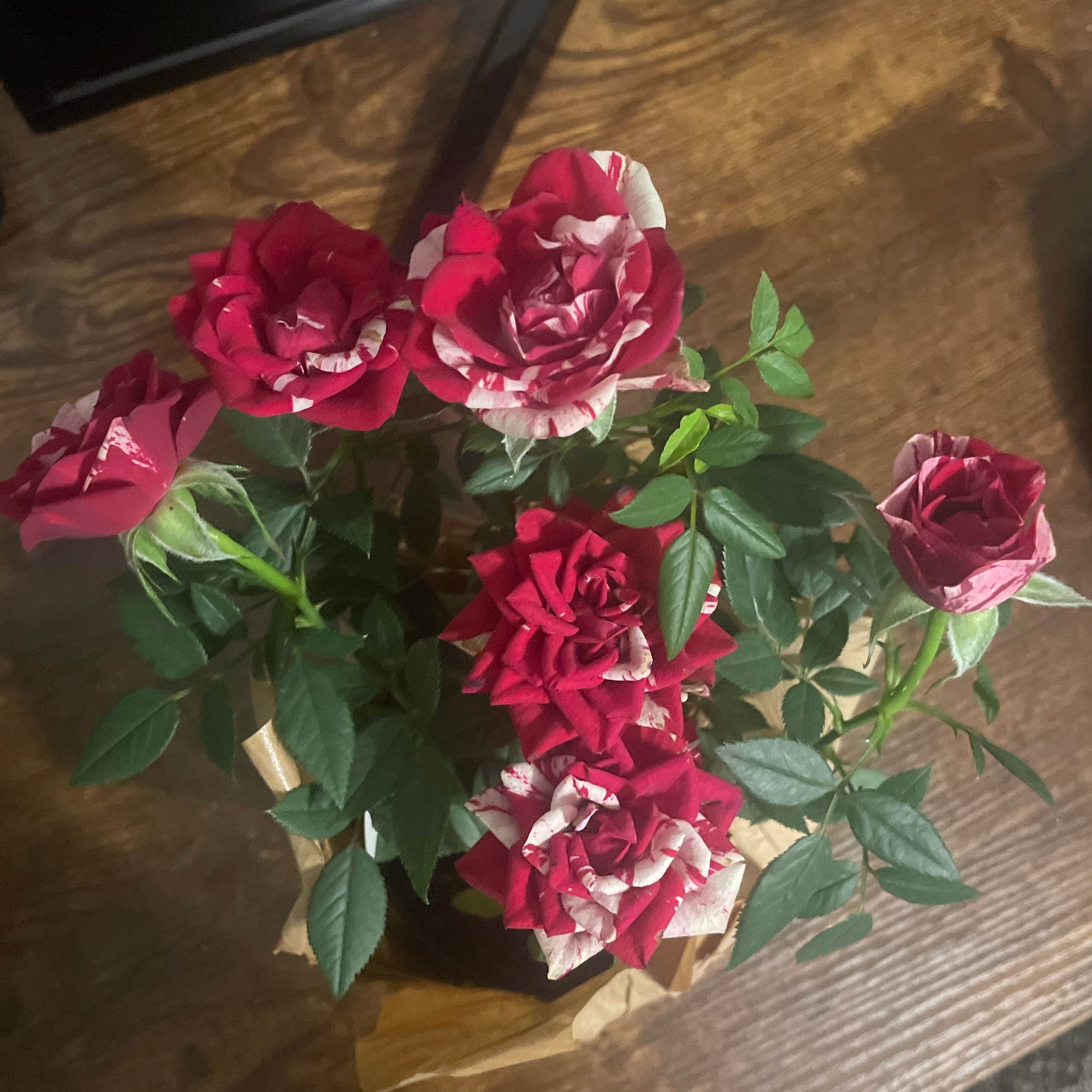 Gigi Rose Care 101: Water, Light & Growing Tips