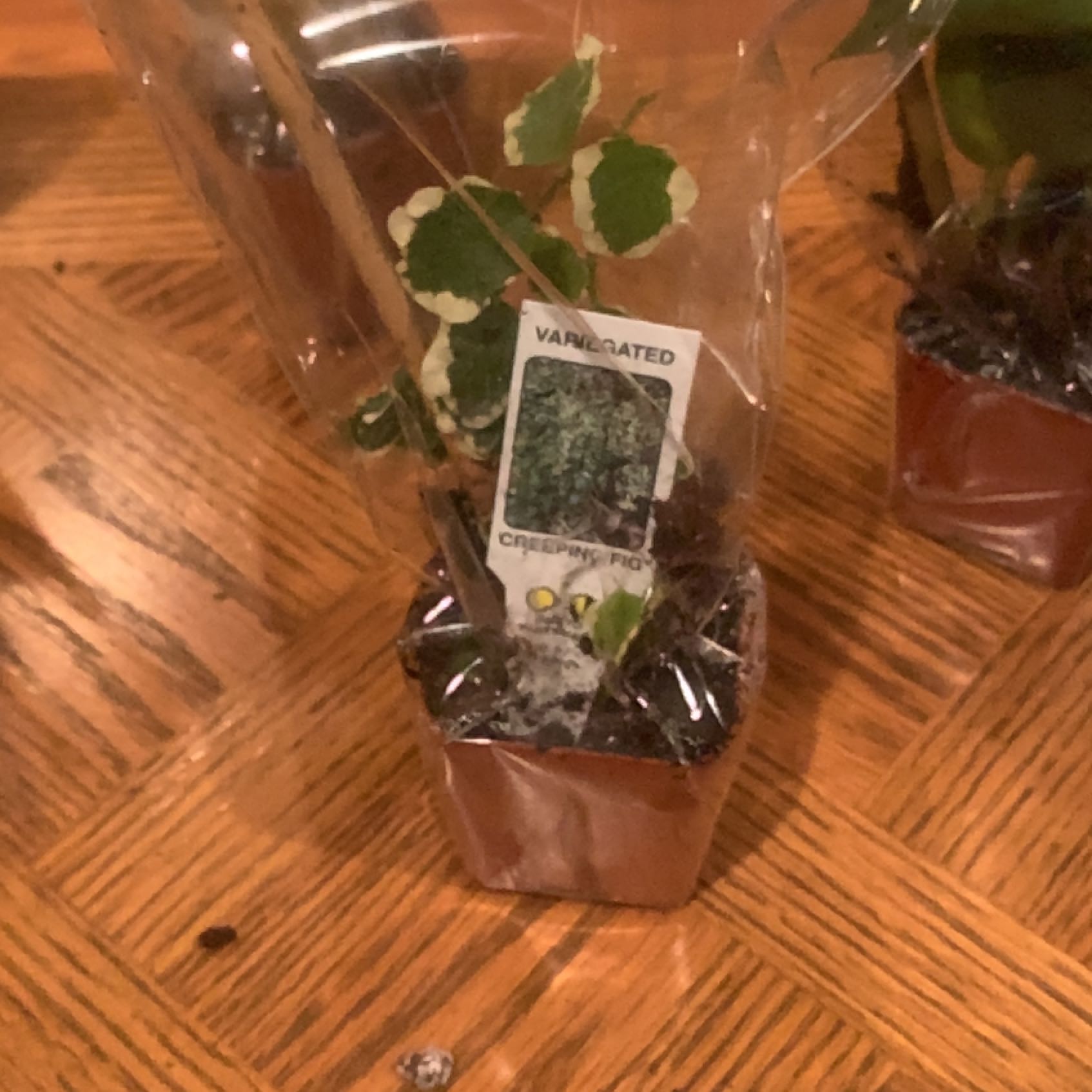 Photo of the plant species Verigated Creeping Fig by @PurelyBalsam named Pax on Greg, the plant care app