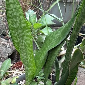 Photo of the plant species Gasteria Acinacifolia by @JocundBanyanfig named Queen on Greg, the plant care app