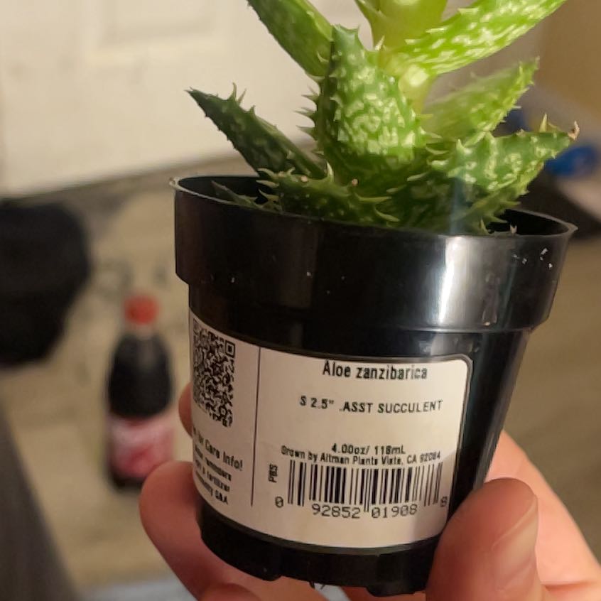 Photo of the plant species Narrow-leafed Tiger Tooth Aloe by @GallantChollipo named Bella on Greg, the plant care app