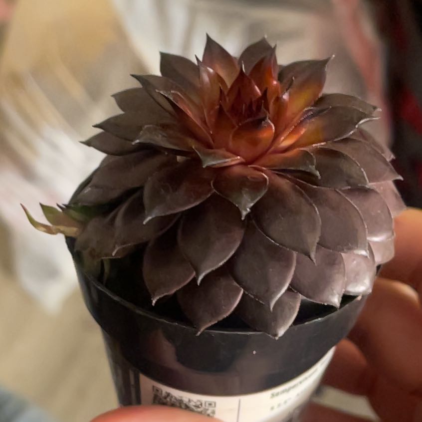 Photo of the plant species Sempervivum 'Red Heart' by @GallantChollipo named Naomi on Greg, the plant care app