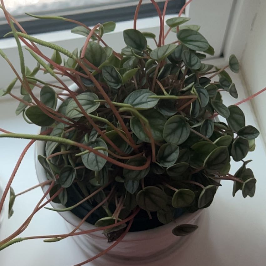Photo of the plant species Peperomia Little Tuscany by @ValidKaroorose named Fernie Mac on Greg, the plant care app