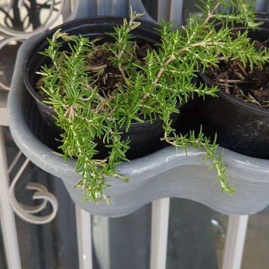 Photo of the plant species Irene Trailing Rosemary by @reluctantbotany named Bert on Greg, the plant care app