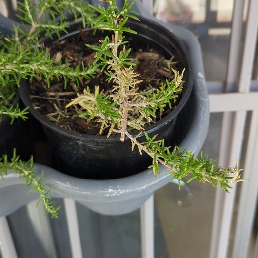Photo of the plant species Irene Trailing Rosemary by @reluctantbotany named Ernie on Greg, the plant care app
