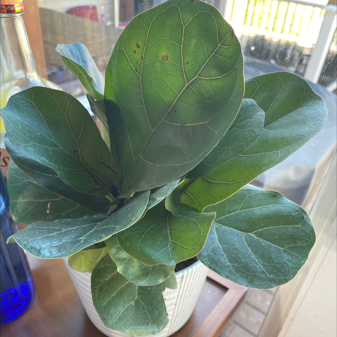Seagrape plant with large, broad leaves in a white pot indoors.